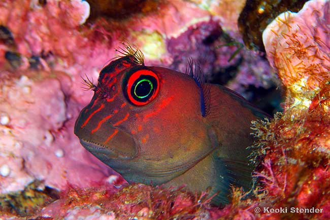 Scarface Blenny, Cirripectes vanderbilti