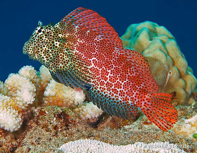 Shortbodied Blenny male, Exallias brevis