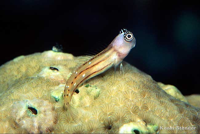 Three-lined Blenny, Ecsenius trilineatus