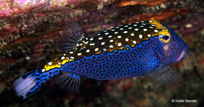 Male Spotted Boxfish, Ostracion meleagris