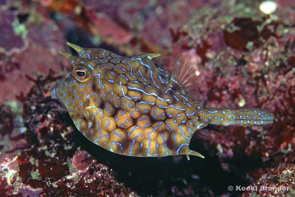 Thornback Cowfish male, Lactoria fornasini