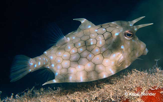 Thornback Cowfish, Lactoria fornasini