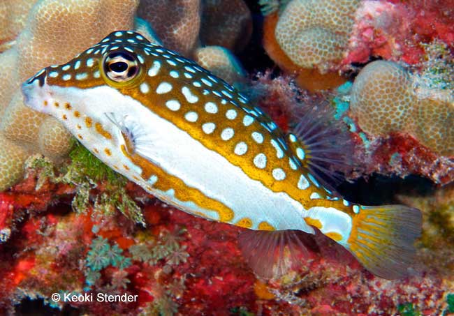 Female Whitley's Boxfish, Ostracion whitleyi