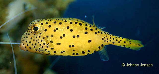 Yellow Boxfish, Ostracion cubicus