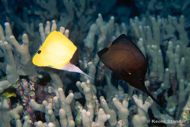 Big Longnose Butterflyfish Pair, Forcipiger longirostris