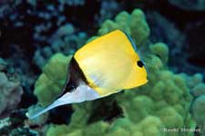 Big Longnose Butterflyfish, Forcipiger longirostris