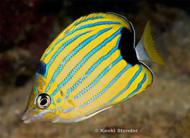 Bluestriped Butterflyfish, Chaetodon fremblii