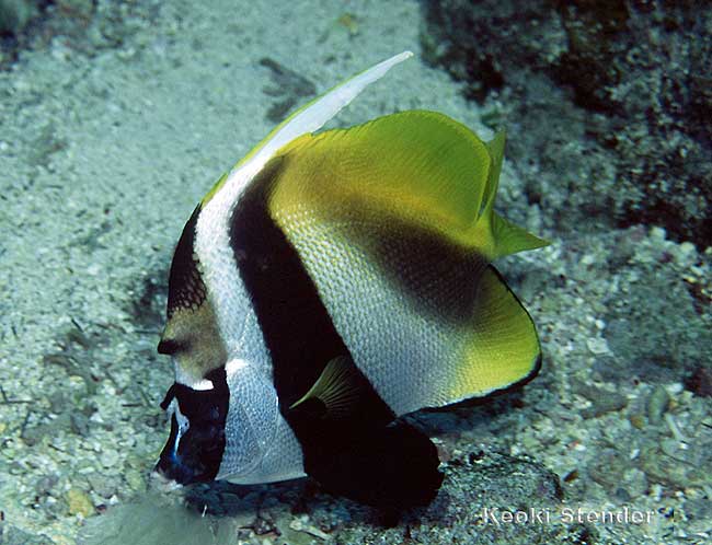 Masked Bannerfish, Heniochus monoceros