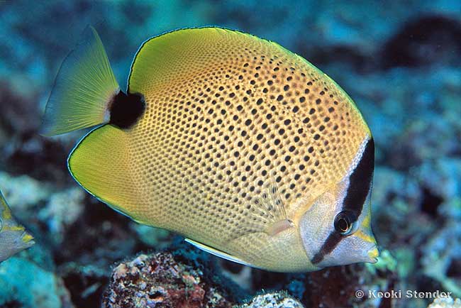 Millet Butterflyfish, Chaetodon miliaris