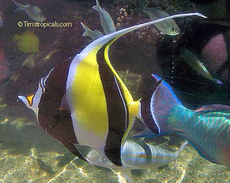 Moorish Idol, Zanclus cornutus