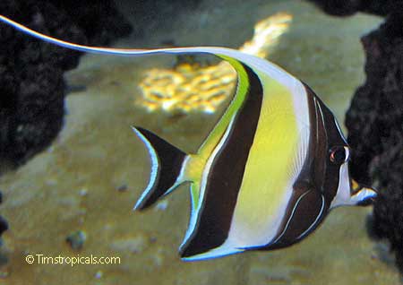 Moorish Idol, Zanclus cornutus
