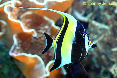 Moorish Idol, Zanclus cornutus