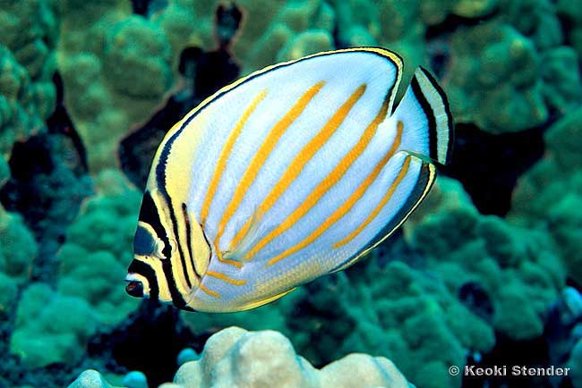 Ornate Butterflyfish, Chaetodon ornatissimus