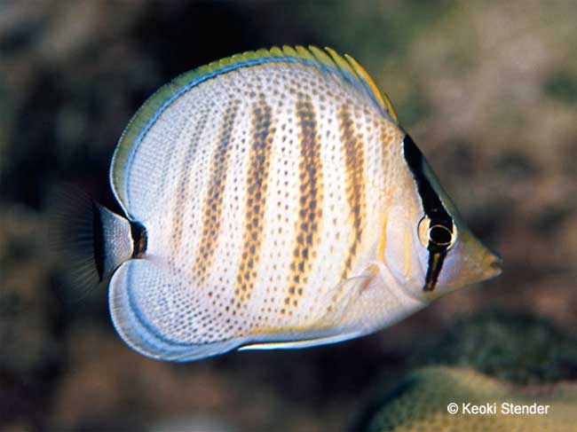 Pebbled or Multi Band Butterflyfish, Chaetodon multicinctus