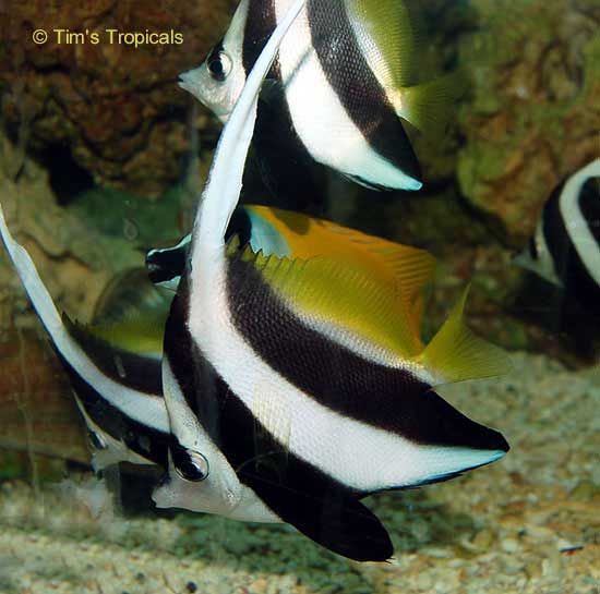 Pennant Coralfish, Longfin Bannerfish, Wimplefish, Heniochus acuminatus