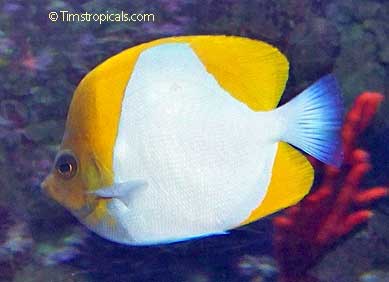 Pyramid Butterflyfish, Hemitaurichthys polylepis