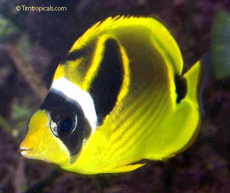 Raccoon Butterflyfish, Chaetodon lunula