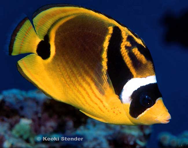 Raccoon Butterflyfish, Chaetodon lunula