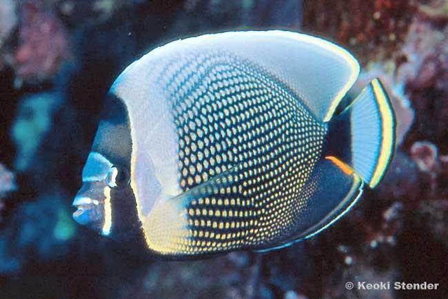 Reticulated Butterflyfish, Chaetodon reticulatus