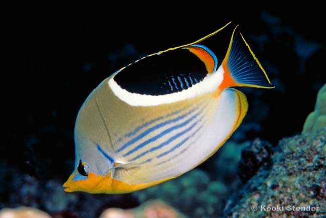 Saddleback Butterfly, Chaetodon ephippium