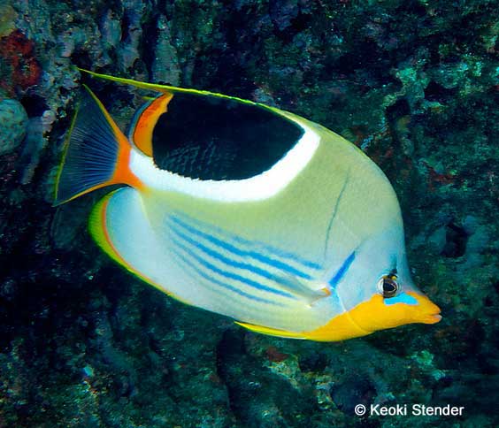 Saddleback Butterfly, Chaetodon ephippium