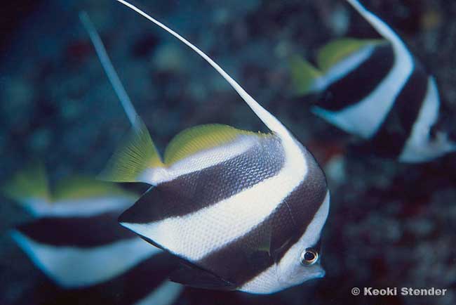 Schooling Bannerfish, Heniochus diphreutes