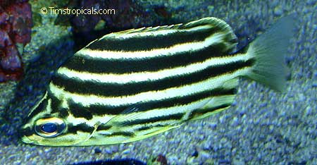 Stripey, Microcanthus Strigatus