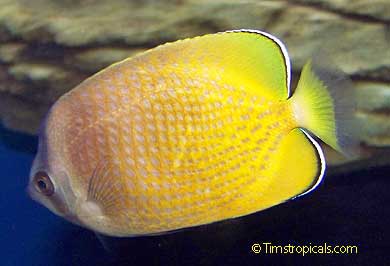 Sunburst Butterflyfish, Chaetodon kleinii