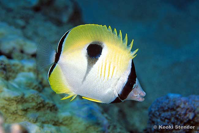 Teardrop Butterflyfish, Chaetodon unimaculatus