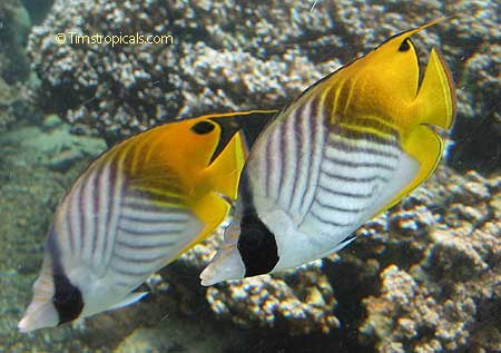 Threadfin Butterflyfish, Chaetodon auriga