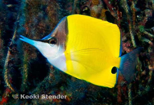Yellow Longnosed Butterflyfish, Forcipiger flavissimus