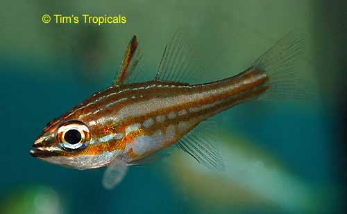 Copper Striped Cardinal, Apogon holotaenia
