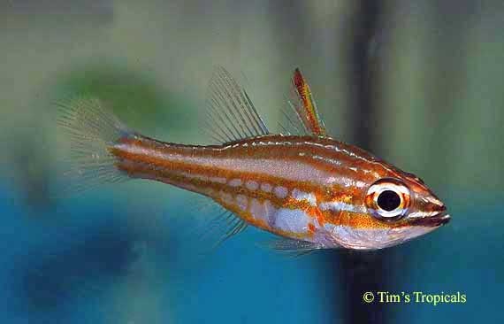Copper Striped Cardinal, Apogon holotaenia
