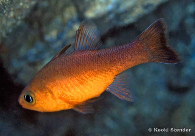 Guadalupe Cardinalfish, Apogon guadalupe