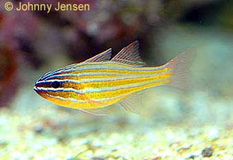 Orange Striped Cardinal, Apogon Cyanosoma