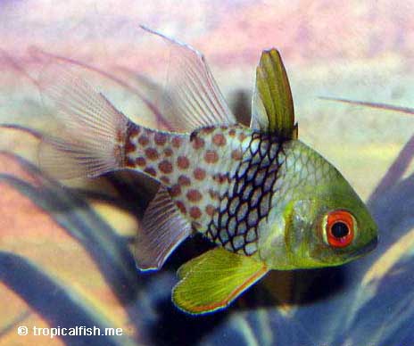 Pajama Cardinalfish, Sphaeramia nematoptera