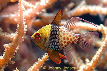 Pajama Cardinalfish Sphaeramia nematoptera