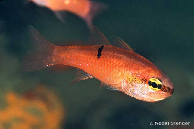 Pink Cardinalfish, Apogon pacificus