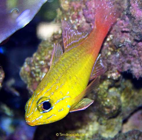 Rose Atoll Cardinalfish, Ostorhinchus leslie