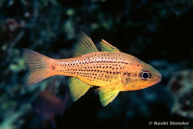 Spotted Cardinalfish, Ostorhinchus maculiferus