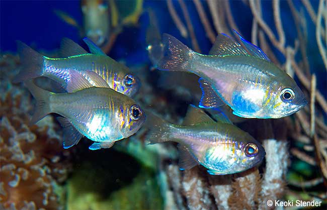 Threadfin Cardinal, Zoramia leptacantha