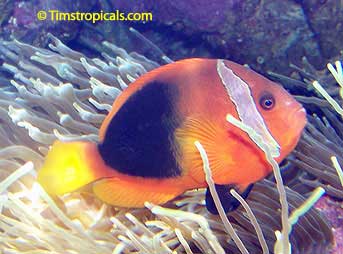 Fire Clownfish, Amphiprion melanopus