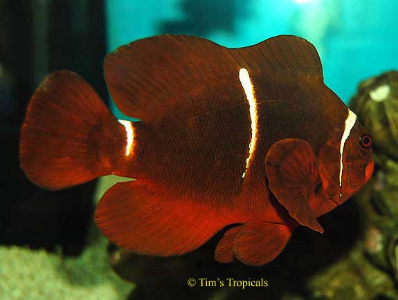 Spinecheek Aneomonefish or Maroon Clownfish, Premnas biaculeatus 