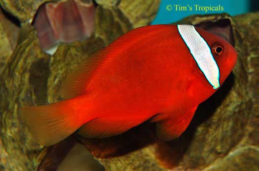 Tomato Clownfish, Amphiprion frenatus