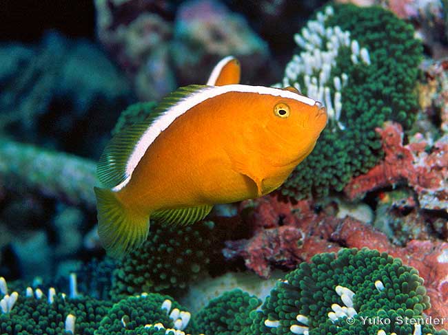 Yellow Skunk Clownfish, Amphiprion sandaracinos