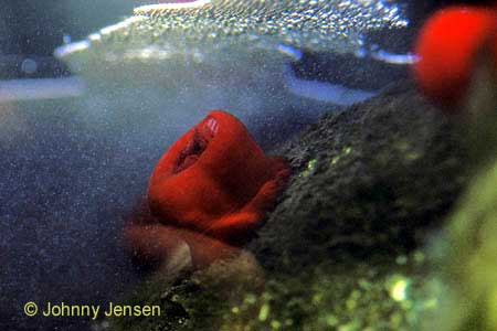 Beadlet Anemone, Actinia equina