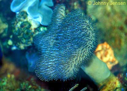 Blue Sebae Anemone, Heteractis malu