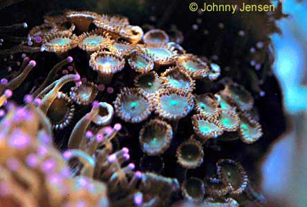 Green Button Polyp, Zoanthus sp