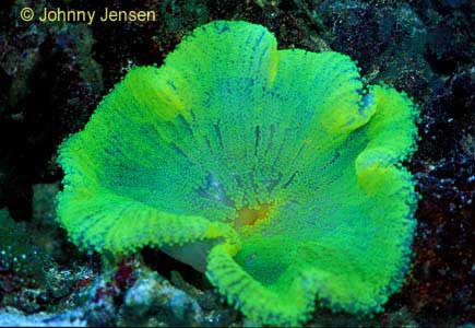 Green Carpet Anemone, Stichodactyla haddoni