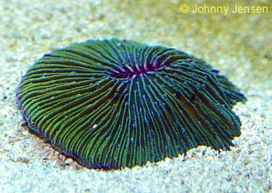 Mushroom Coral, Fungia granulosa